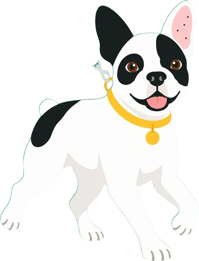 Bandit the French bulldog out on his walk