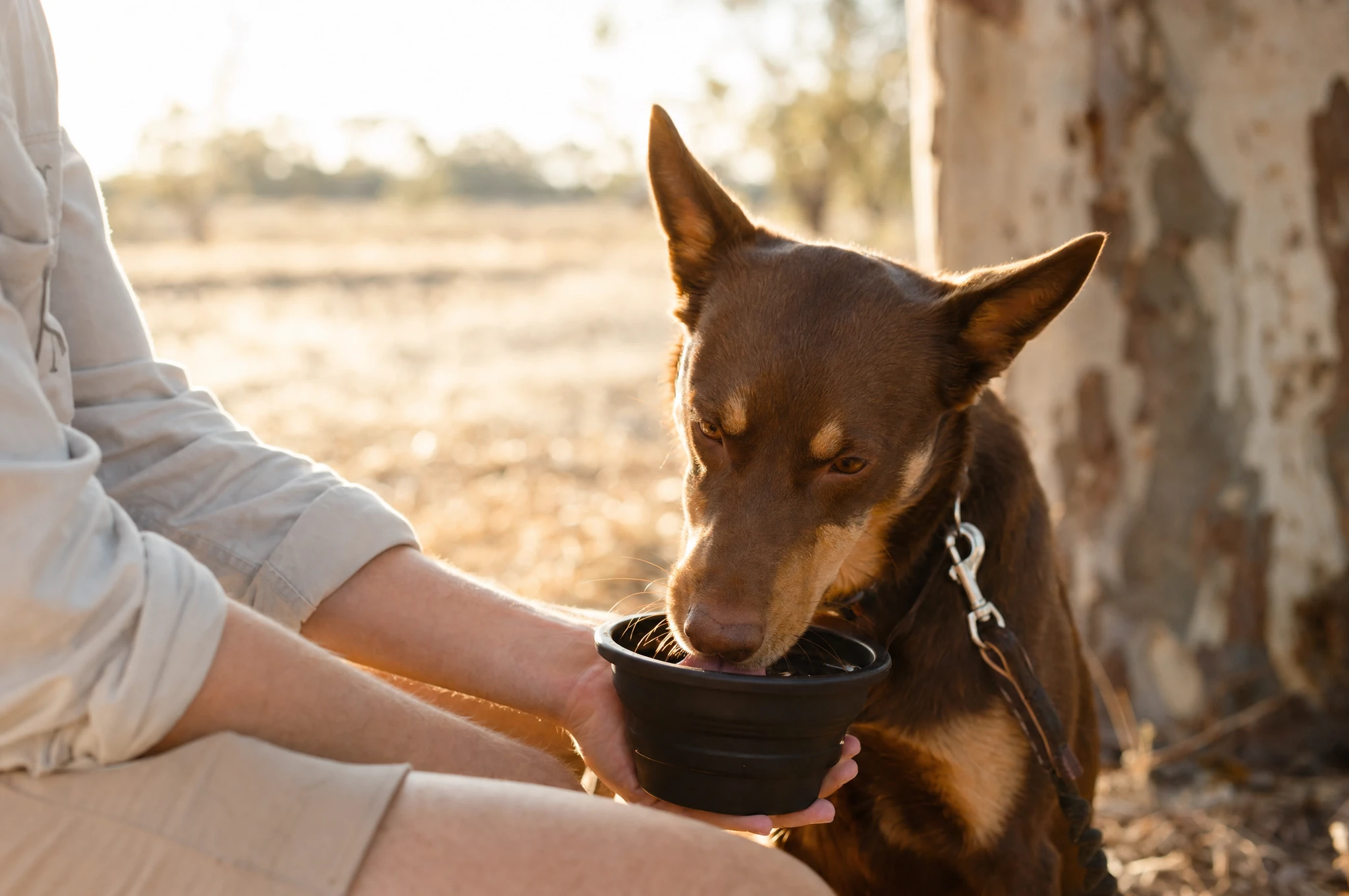 A kelpie drinking from a bowl held by a carer