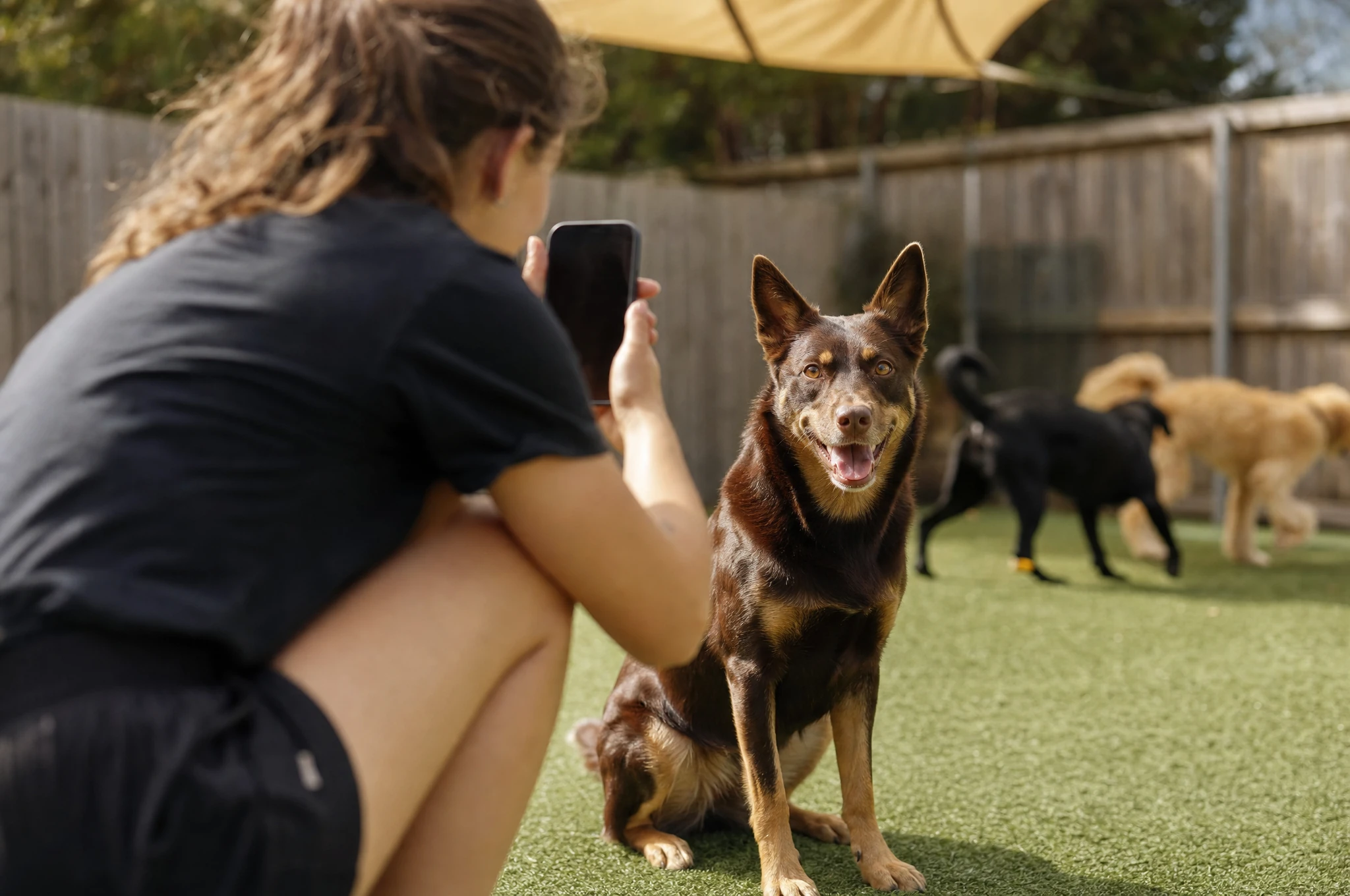 A handler taking a photo of a kelpie for its report card